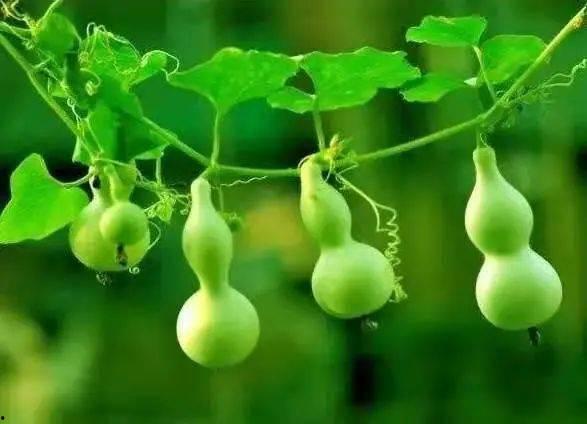 热门葫芦瓜特效,揭秘热门短视频的魔法魅力