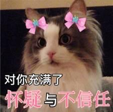 51cg热门今日吃瓜 喵小吉,喵小吉带你领略51cg今日热门吃瓜瞬间
