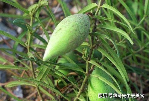 黑梢瓜怎么吃最有营养,黑梢瓜营养美味食法指南