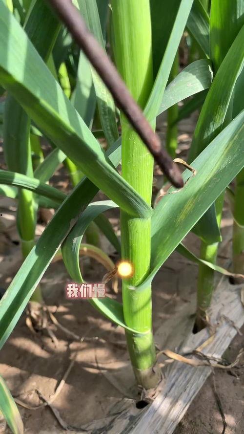 同城热门瓜沥,揭秘同城热门话题背后的故事