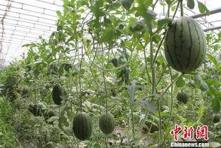 热门大瓜河北,热门大瓜背后的真相与内幕