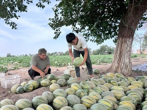 缅北视频每日爆料吃瓜,每日吃瓜爆料，揭秘缅北风云