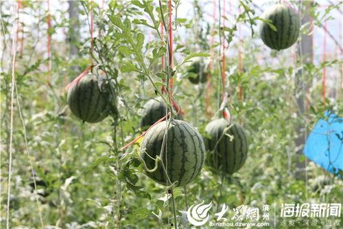 凉山吃瓜爆料视频播放,揭秘当地特色美食魅力