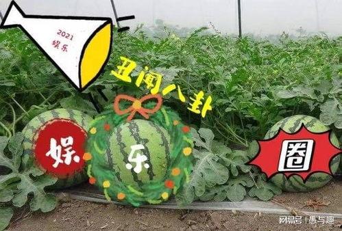 娱乐大瓜热门,热门大瓜背后的惊人真相