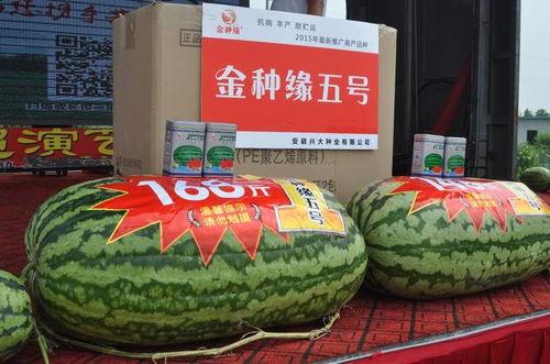 全国热门大瓜,揭秘最新热门大瓜背后的真相与影响