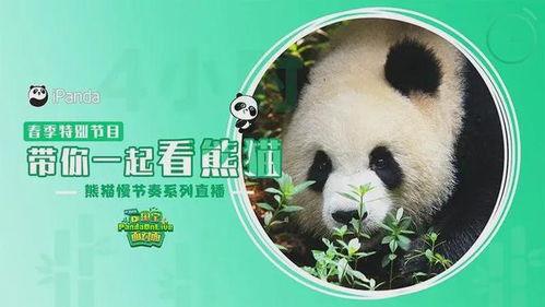 熊猫明星网红排名,盘点最具人气的小可爱们
