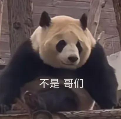 熊猫明星网红排名,盘点最具人气的小可爱们