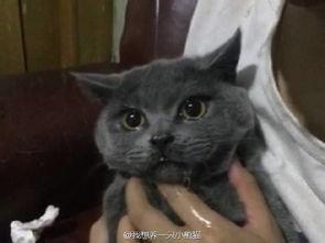 黑喵吃瓜吃到自己身上,反被瓜砸中，笑料百出！