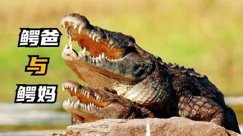 非黑即白佛鳄吃瓜,佛鳄视角下的吃瓜众生相