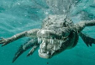 非黑即白佛鳄吃瓜,佛鳄视角下的吃瓜众生相