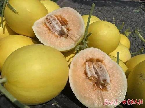 民勤蜜瓜热门,沙漠中的甘甜瑰宝，品味丝路古韵