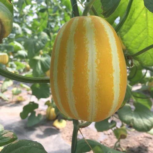 热门瓜在哪吃,揭秘各大热门瓜在哪吃