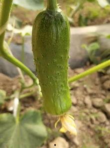 热门摘瓜音乐,盘点年度最受欢迎的摘瓜歌曲