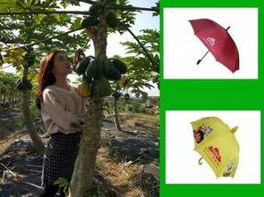 热门摘瓜音乐,盘点年度最受欢迎的摘瓜歌曲