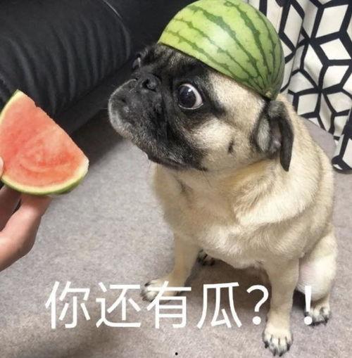 大猫吃瓜爆料表情包,揭秘网络热图的趣味与内涵