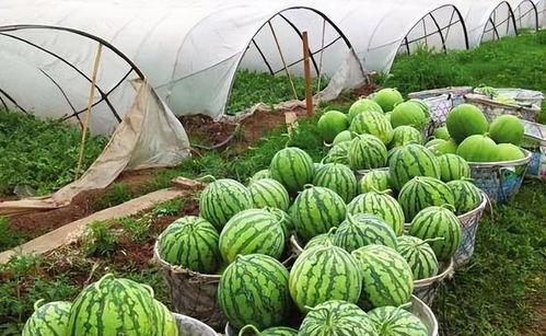 7月热门瓜,娱乐圈风云再起，揭秘幕后真相