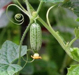 羊毛瓜上热门,揭秘网络热词背后的文化现象