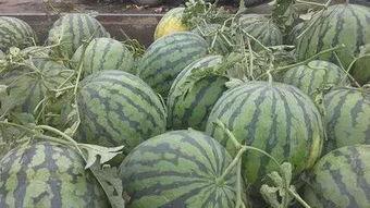 羊毛瓜上热门,揭秘网络热词背后的文化现象