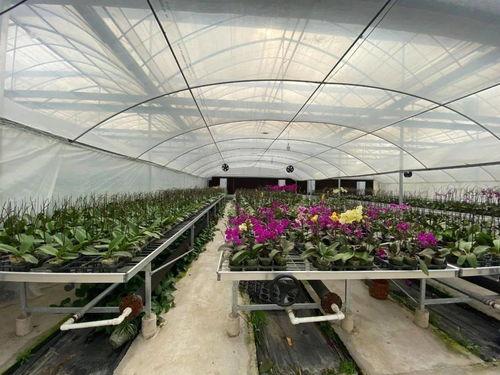 吃瓜群爆料大棚图片,吃瓜群爆料的农业奇观瞬间