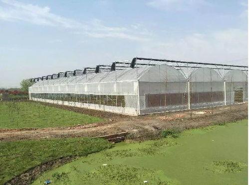 吃瓜群爆料大棚图片,吃瓜群爆料的农业奇观瞬间