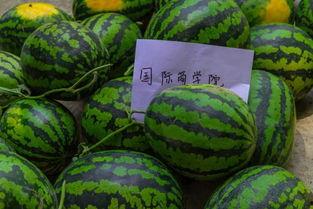 近期大学热门瓜,揭秘近期大学热门瓜之幕后真相