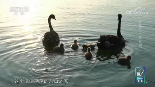 明星网红西双版纳,西双版纳，明星网红的秘境之旅”