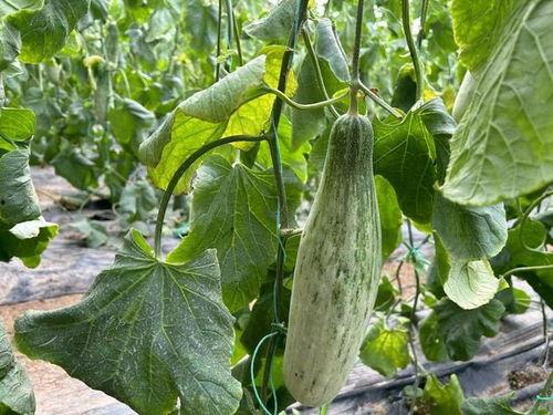 热门羊角瓜种子,热门品种盘点与种植技巧揭秘