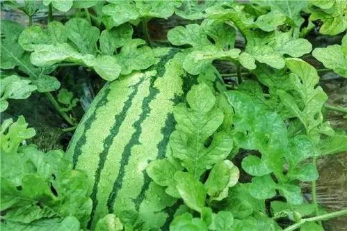 上热门的瓜,揭秘明星背后的惊人真相！