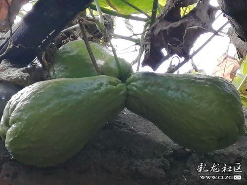 启海热门瓜,揭秘热门瓜背后的真相与内幕