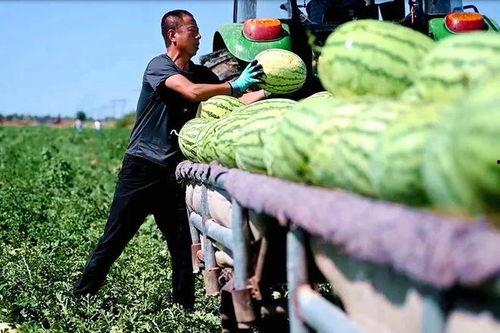 启海热门瓜,揭秘热门瓜背后的真相与内幕