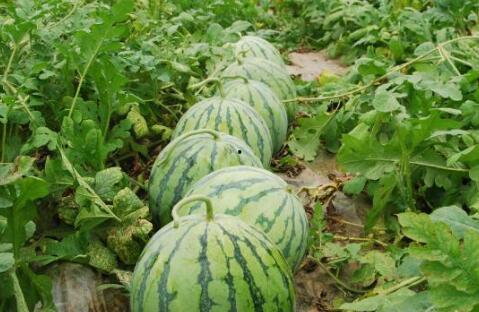 最全热门大瓜,揭秘明星幕后故事