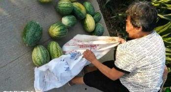 临海今日吃瓜事件最新进展,最新进展揭秘，真相逐渐浮出水面