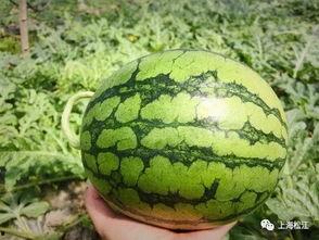 惠州今日吃瓜事件最新进展,真相揭晓，疑云散去