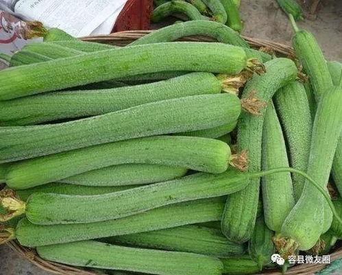 今日吃瓜第一天吃什么菜,开启美味蔬菜盛宴