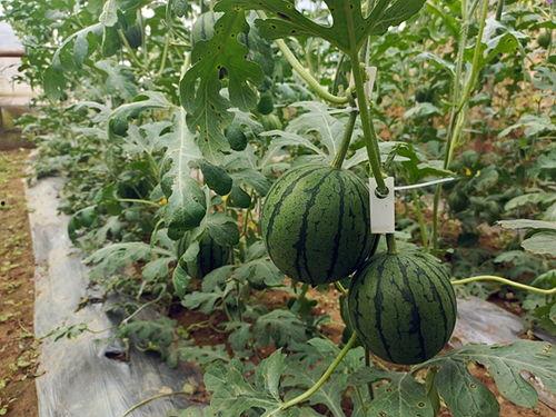 五一黑料吃瓜资源官网,揭秘五一假期热门事件幕后真相