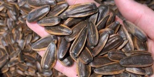 孕晚期可以吃黑瓜子瓜吗,黑瓜子，孕妇的“小零食”还是禁忌？