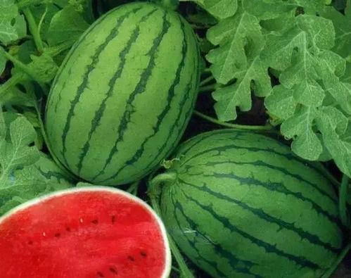 91黑瓜吃料网入口最新,揭秘最新入口，畅享独家资讯盛宴