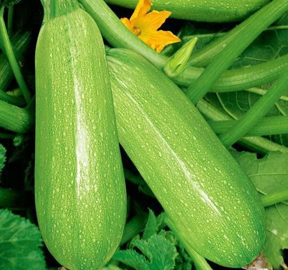 小孩吃黑蜜瓜好吗视频讲解,儿童食用黑蜜瓜的益处与注意事项