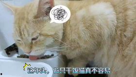 喵小吉吃瓜爆料,娱乐圈最新瓜料大揭秘